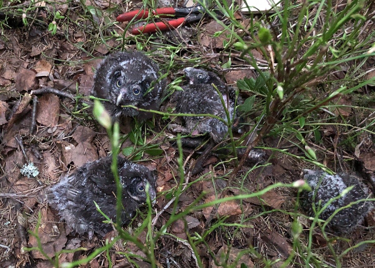 A brood of Tengmalm’s Owls waiting to be ringed Tengmalm’s Owls
