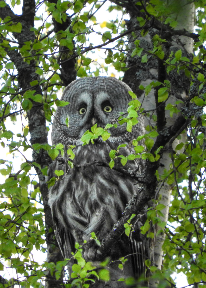 A female Great Grey Owl (<em>Strix nebulosa</em>) A female Great Grey Owl