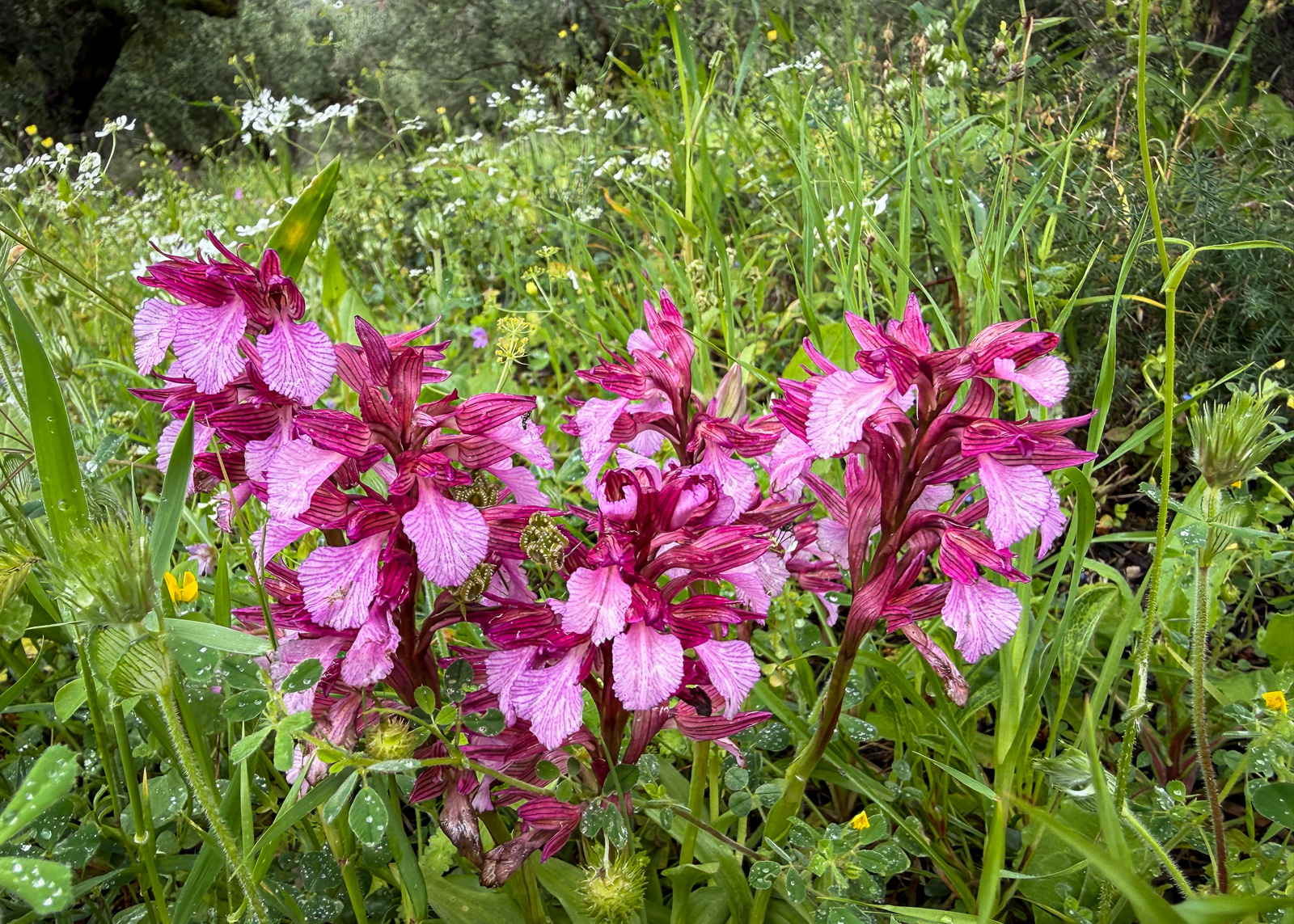 Pink Butterfly Orchid, Anacamptis papilionacea