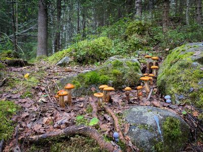 Girded webcap (Cortinarius trivialis)