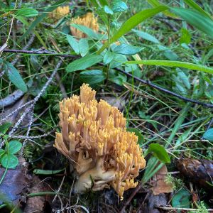 Yellow-tipped Coral (Ramaria formosa)