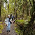 A forest walk near Lake Kaniere A forest walk near Lake Kaniere