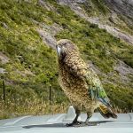 Kea (Nestor notabilis) Kea (Nestor notabilis)