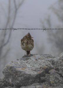 Crested lark