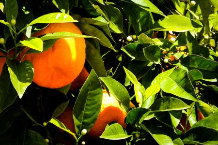 Forbidden fruit - at Santa Marta de Magasca