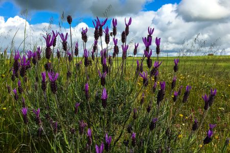 French lavender (Lavandula stoechas)