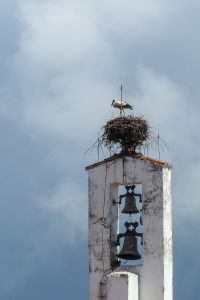 Stork on nest in Santa Marta