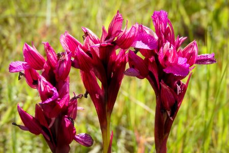 Pink butterfly orchid (Orchis papilionacea)