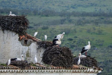 Storks and egrets