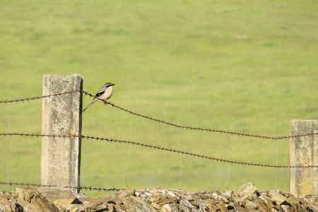 Grey Shrike aalong the road past the lodge