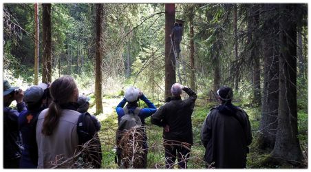 Watching Perti checking the Ural owl nest