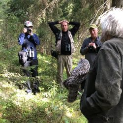 Watching Perti checking the Ural owl
