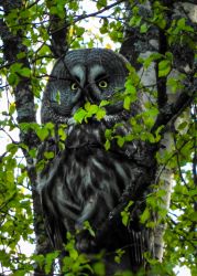 A female Great grey Owl