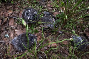 a brood of Tengmalm’s Owls wauting to be ringed