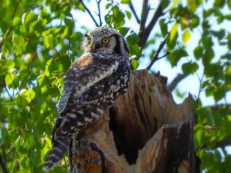 Hawk Owl on it's nest