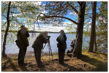 What are those birds in the distance?