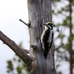 A tree-toes woodpecker