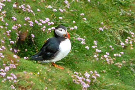 Puffin outside his burrow