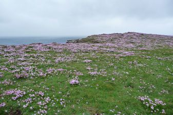 Thrift (or Sea Pink) everywhere