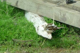 Sparrow masquerading as a snow bunting
