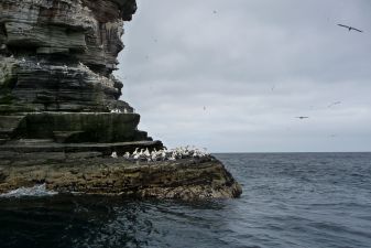 More gannets