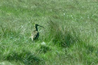 Curlew