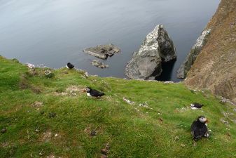 Just a few more puffins...