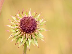 Seedhead at Mormon barns