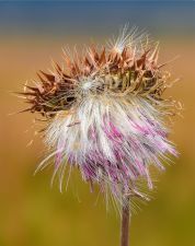 Seedhead at Mormon barns
