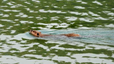 Beaver (Castor canadensis) Beaver (Castor canadensis)