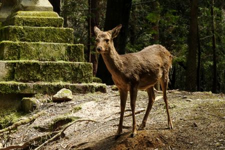 Sika deer (Cervus nippon)