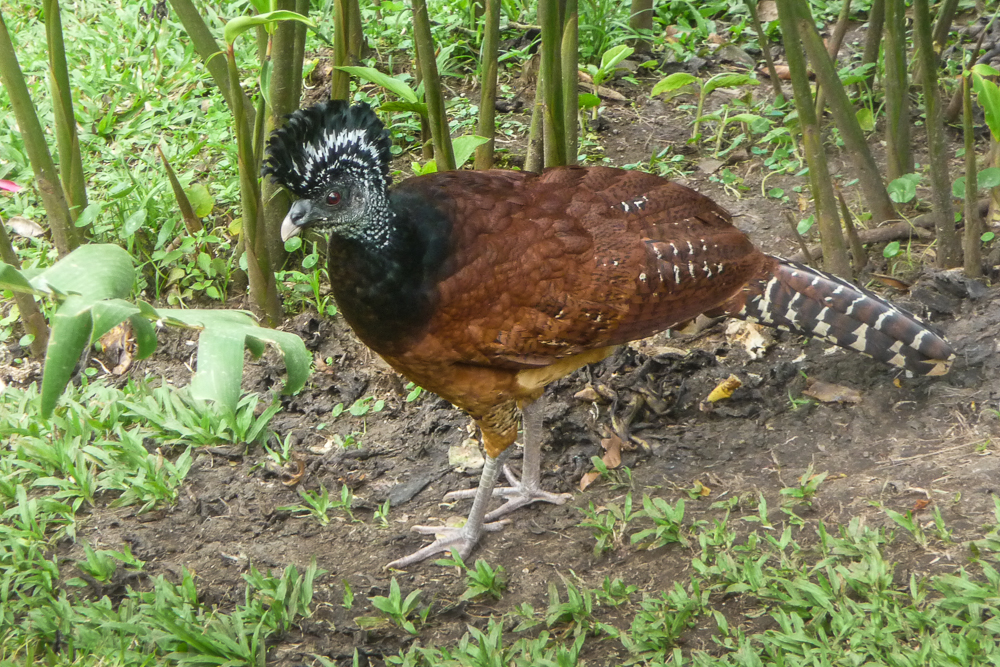 Female Great Curassow below the bird table