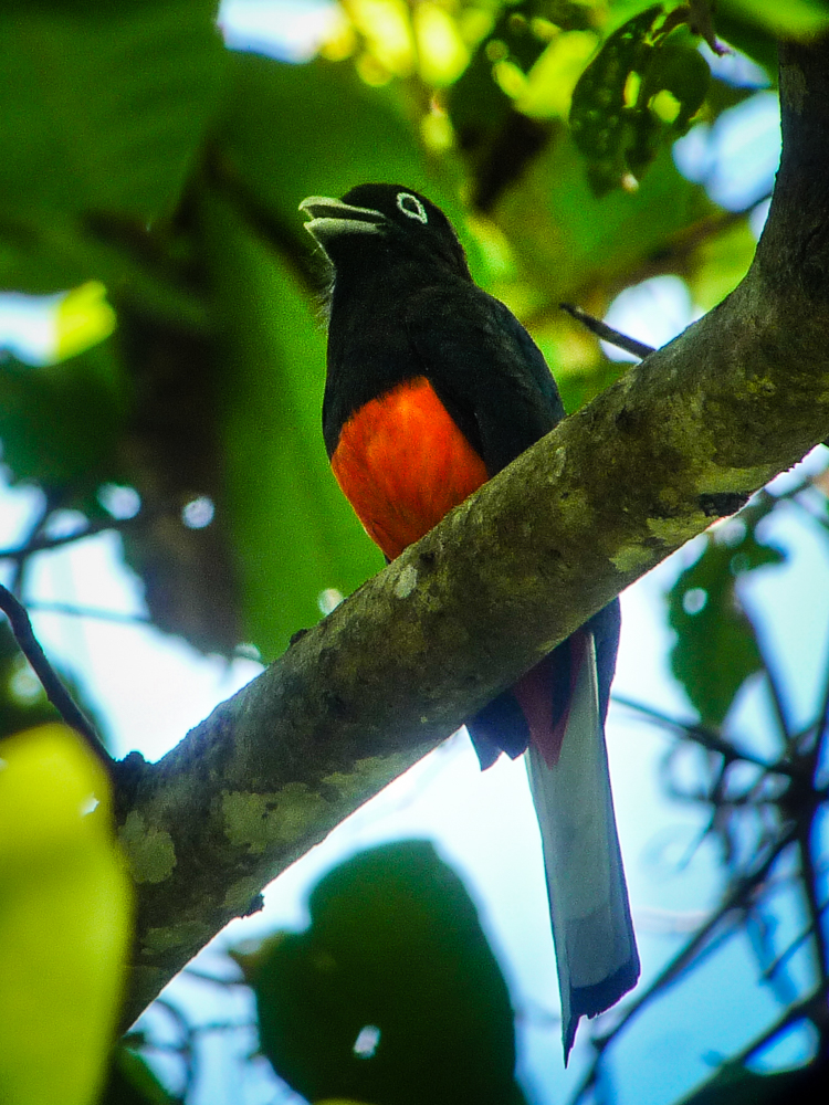Baird’s trogon in the Carara forest