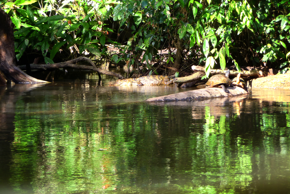 Spectacled Caiman and sea turtle