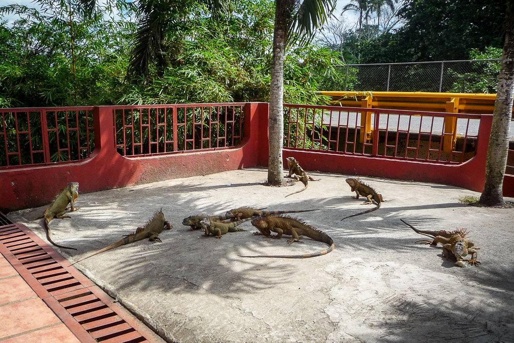 Lots of iguanas